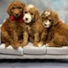 Mini - Goldendoodles