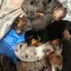 Mini dachshund dapples, 4 males 1 female, Monticello MN ready 11/11