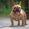 Chocolate Fawn French Bulldog Stud