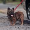 Fluffy Big Rope French Bulldog