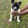 Puppy for sale 