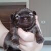 CKC Shih Tzu pups female and males