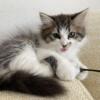 Hypoallergenic Cats for sell  - Available Kittens For Sale