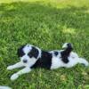 Aussiedoodle puppy female