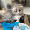 Scottish Fold Grey Girl 