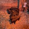 Purebred American Guinea Hogs