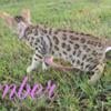 Brown Female Bengal Kitten