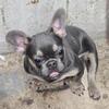 Akc French Bulldog