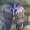 Snails - aquariums clean up crew