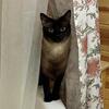 Male Siamese