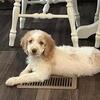 F2B golden doodle. 