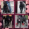 Cane Corso puppies available