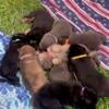 German Shepherd Puppies for Sale - 450