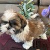 Akc male Ch lines Shih tzu