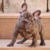 French bulldog big ropes 