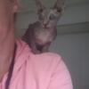 Rehoming young females sphynx kitten