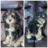 Beautiful Bernadoodle Pups Ready