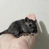 Baby gerbils