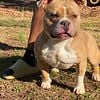 3 year old American Bully stud