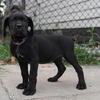 Diesel Brand Cane Corso