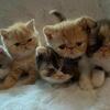 🍫Exotic Shorthaired kittens 🍫