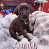 🐾 Red Fox Labrador / Australian Cattle Dog Mix Puppies – Ready March 15th! 🐾