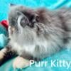 Persian Kitten- CFA registered