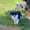 Aussiedoodle Puppies