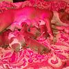 Pitbull Puppies for Sale - Updated