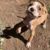 Pitbull Puppies looking for their forever homes