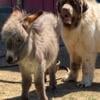 Akc Newfoundland puppies