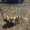 Fox Red Labrador puppies!
