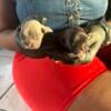 Akc French Bulldog Puppies