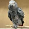 Congo African grey parrot male