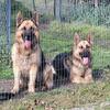 AKC Registered STUD ONLY German Shepherd 