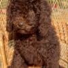 Genetically Health Tested Parents AKC Miniature/Moyen Poodles Puppies