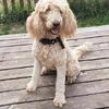 Female Goldendoodle