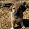 Anatolian Shepherd LGD Puppies – Pyrenees/Catahoula Cross – Northwest Arkansas
