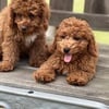 Toy Red Poodles