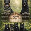 Sable Short Hair Pup Male