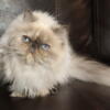 Blue point Himalayan Persian