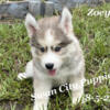 Husky Puppies 8 weeks and ready to go