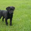 AKC Black LAB puppy 9wks