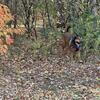 Rehoming Maverick