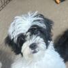 Shihpoo (Shihtzu/Poodle cross) male puppy