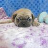 Pugs,Maltese, Pugs, French Bulldogs, Morkies, Maltipoo, Cavapoos, Morkies, chihuahuas