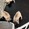 Pug puppies for sale