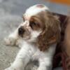 8 week old white and tan cocker spaniel male $275