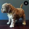 Australian Labradoodle Puppy