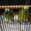 Baby amazons parrots